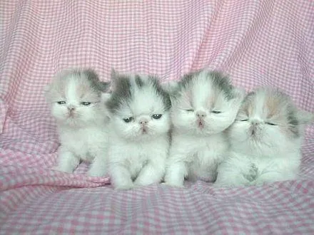Pachulandia: Hermosos gatitos!!
