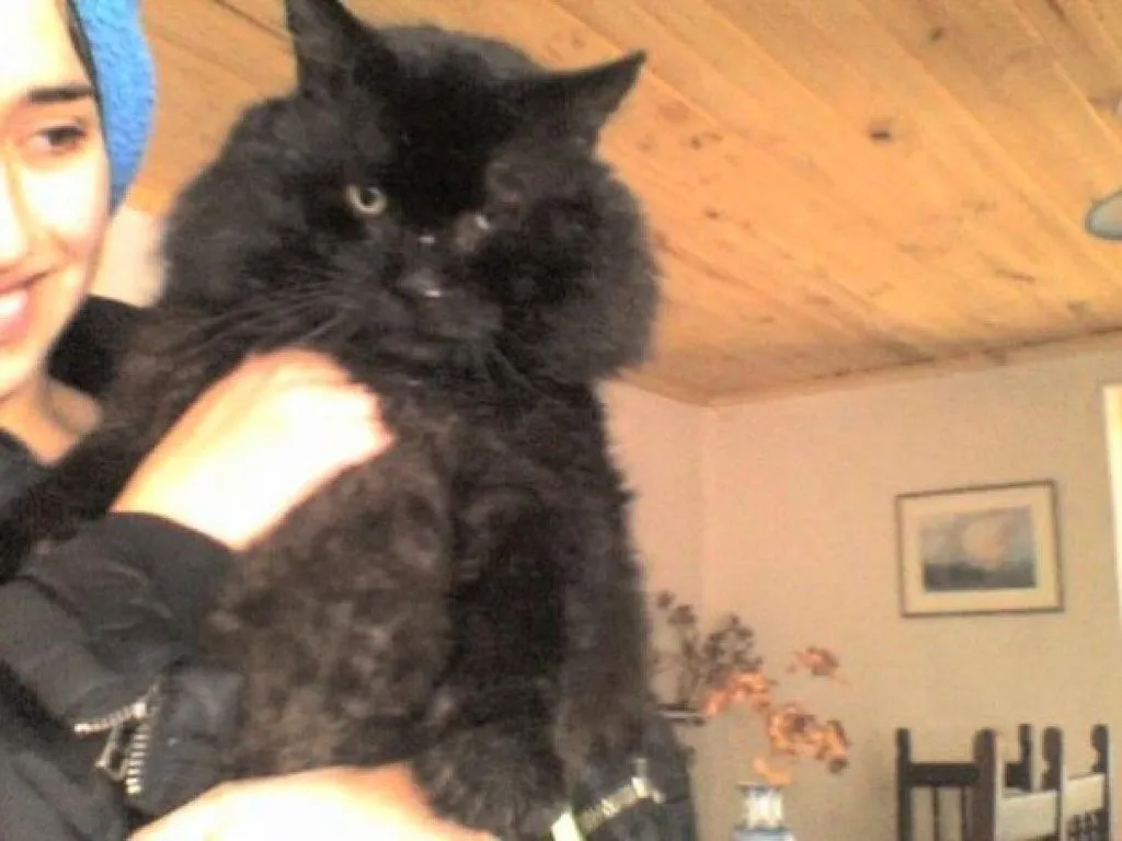 gatos negros | Cuidar de tu gato es facilisimo. gatos negros | Cuidar de tu gato es facilisimo.