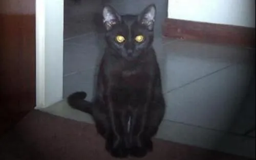 Gatos negros, mitos y supersticiones | SobreLeyendas Gatos negros, mitos y supersticiones | SobreLeyendas