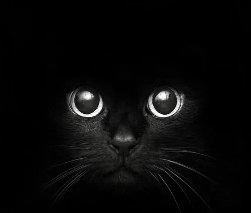 gatos negros | Tumblr