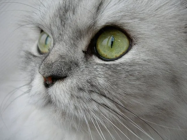 gato-persa-ojos-verdes.jpg