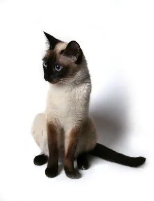 Gatos Siamés - Razas : Mascotas, Perros y Gatos Gatos Siamés - Razas : Mascotas, Perros y Gatos