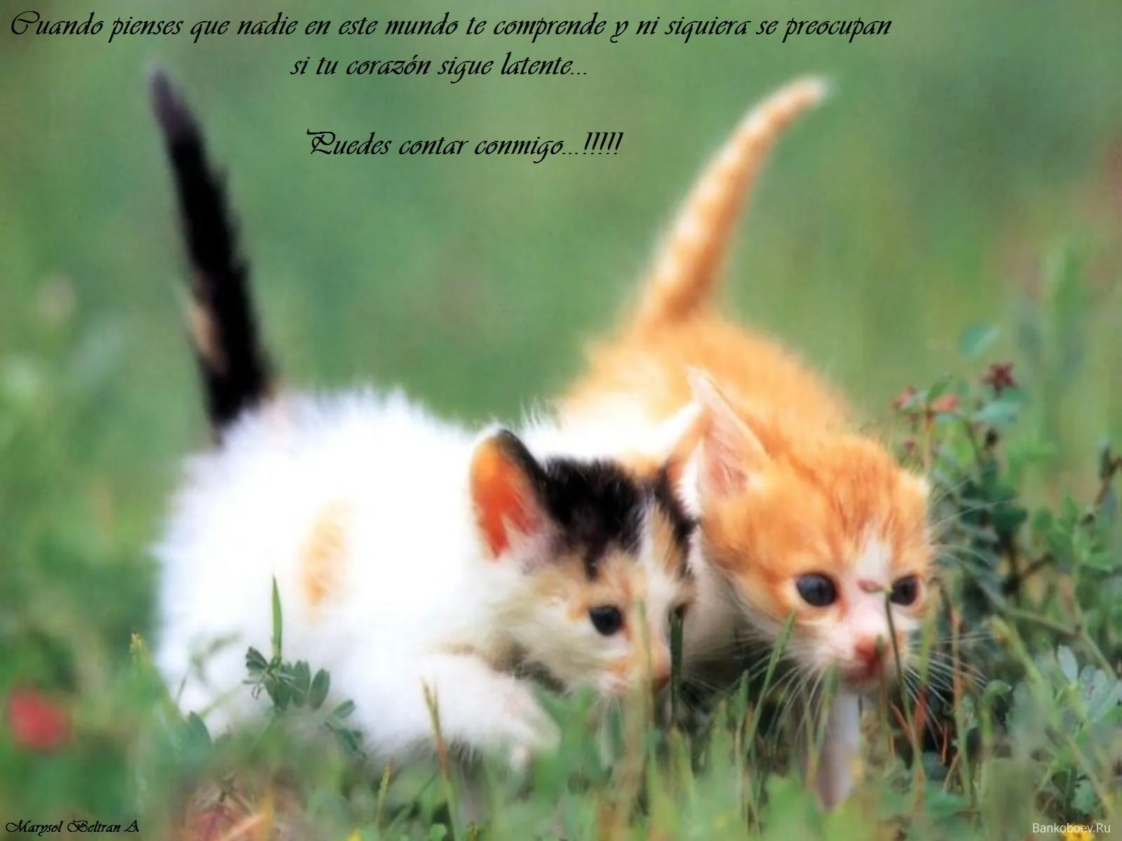 Gatitos bebés tiernos con frases de amor - Imagui Gatitos bebés tiernos con frases de amor - Imagui