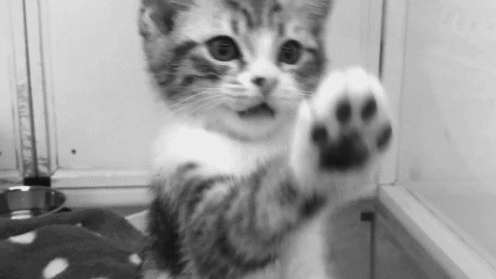 Gatos tiernos gif tumblr - Imagui