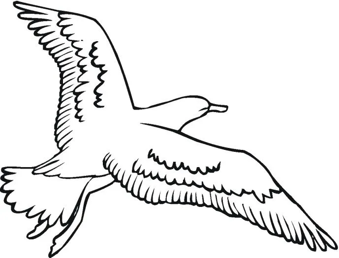 Imagen de una gaviota para colorear - Imagui
