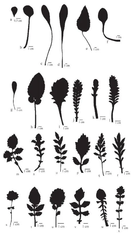 Gayana. Botánica - Revisión del género Valeriana (Valerianaceae ...