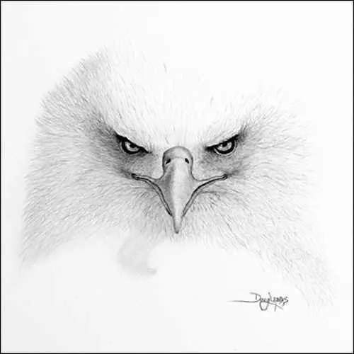 Dibujos de águilas hechos a lápiz - Imagui