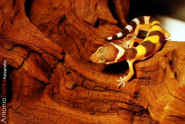 Gecko leopardo bebé II | Flickr - Photo Sharing! Gecko leopardo bebé II | Flickr - Photo Sharing!