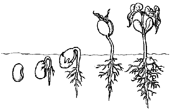 Germinación de la planta para colorear - Imagui