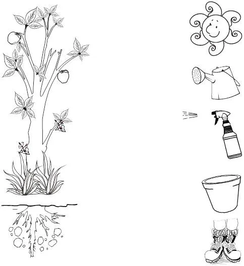 Utilidades de las plantas para colorear - Imagui