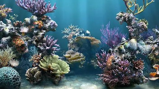 Gif animado arrecifes - Imagui