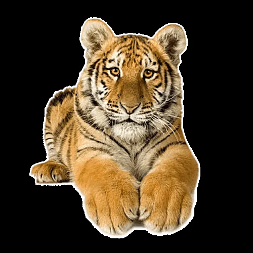 Imagenes animadas de tigres con movimientos - Imagui