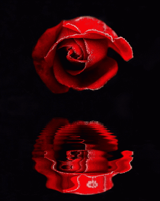 Imagenes de rosas de gif animados con movimiento - Imagui