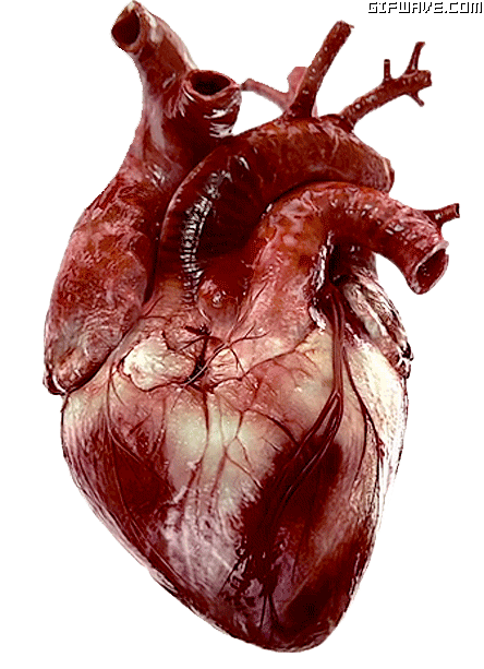 Gif de corazon humano - Imagui