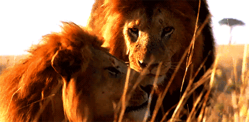 GIF: Estos leones están muy acaramelados (Gif #1071)