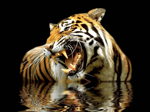 GIFS: 38 Imágenes Animadas de Hermosos Tigres - Los Mejores Gifs ...