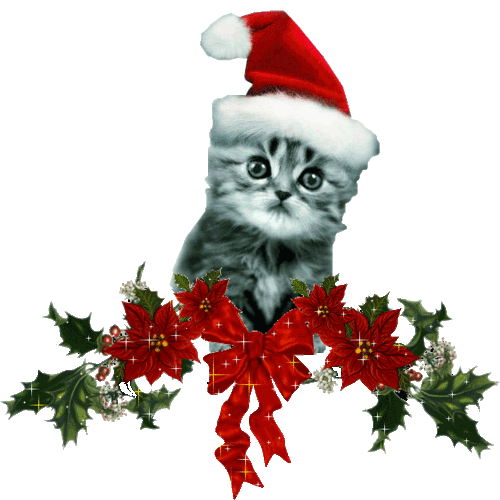 GIFS ANIMADOS : GIF ANIMADO DE GATITOS CON BRILLO GIFS ANIMADOS : GIF ANIMADO DE GATITOS CON BRILLO