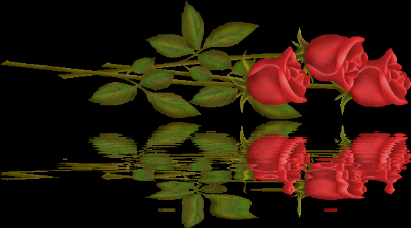 gifs-animados-rosas-4009844.gif (586×325) | IMAGENES GIF | Pinterest
