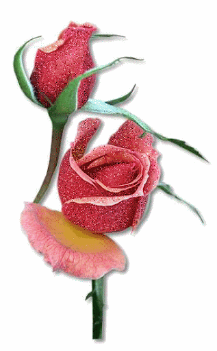 gifs de rosas con brillos para San Valentín | 14 de febrero gifs de rosas con brillos para San Valentín | 14 de febrero