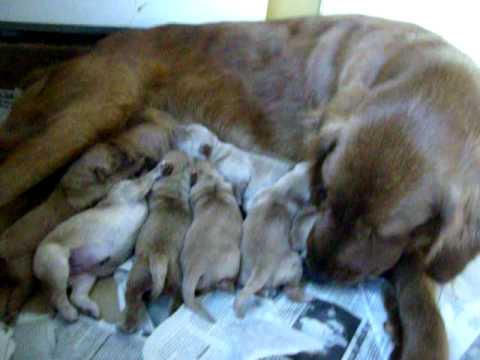 Golden cachorros recien nacidos 24/02/09 - YouTube