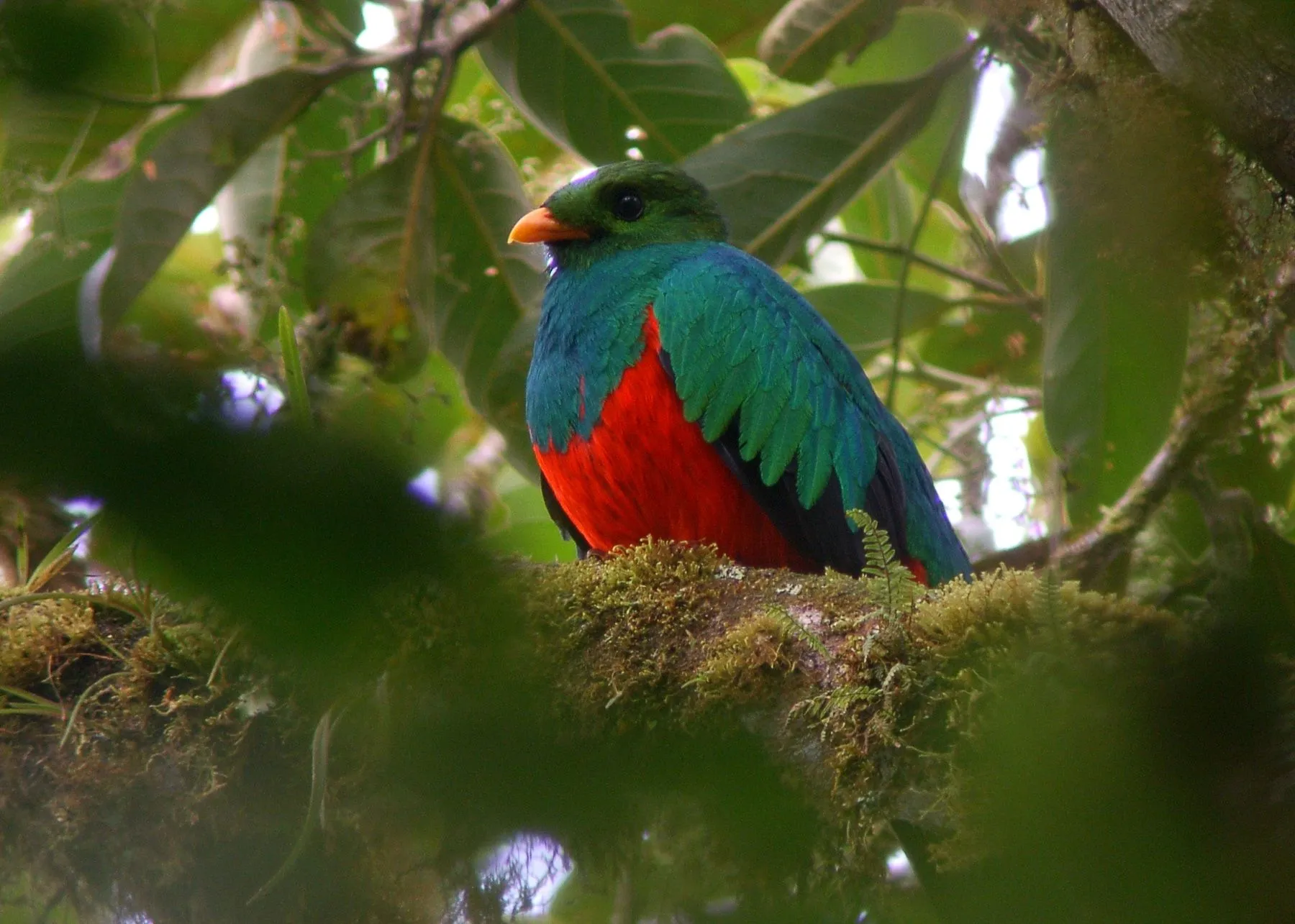 Golden-headed Quetzal (Pharomachrus auriceps) | Flickr - Photo ... Golden-headed Quetzal (Pharomachrus auriceps) | Flickr - Photo ...