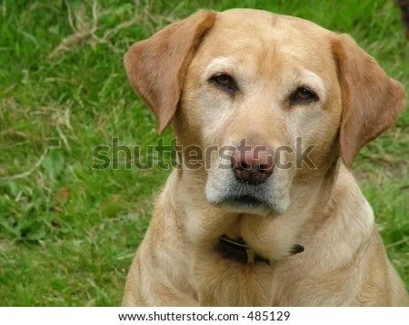 Golden Labrador Stock Photo 485129 : Shutterstock