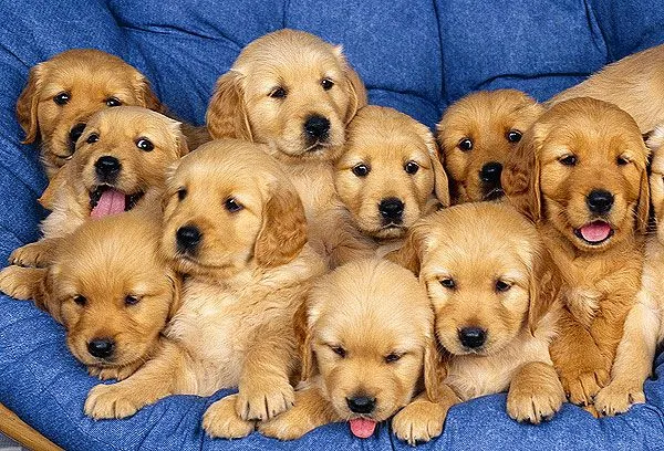 El Golden Retriever es la raza de perros favorita en la Argentina ...