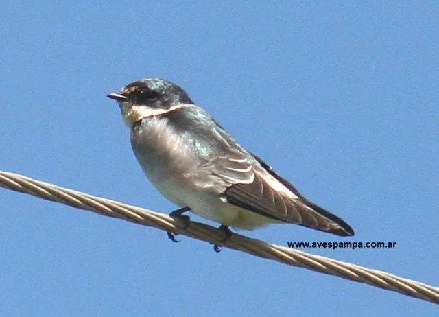 Una Golondrina no hace Verano? | El Salvador Life Blog