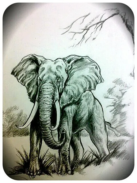 gonzalo.p on Twitter: "Dibujo de un Elefante a lapiz, de hace ...