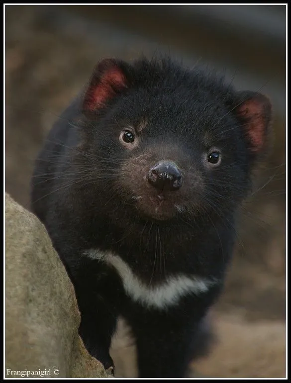 Gorgeous Baby Tasmanian Devil by frangipanigirl on deviantART