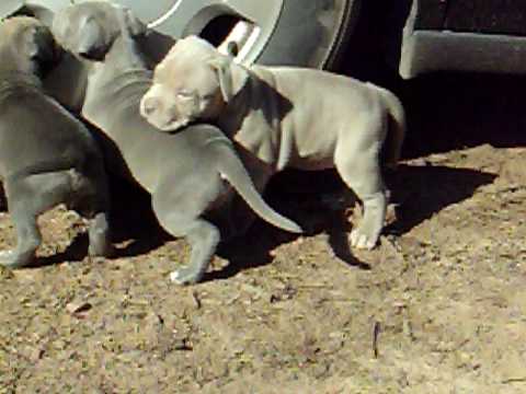 Gorgeous Blue & Blue Fawn Pitbull puppies for Sell - YouTube