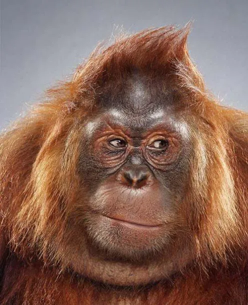 Gorila pícaro - Fotos de animales - Humor12.com