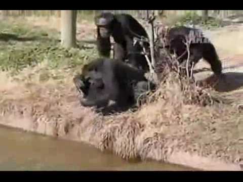 gorilas y changos - YouTube