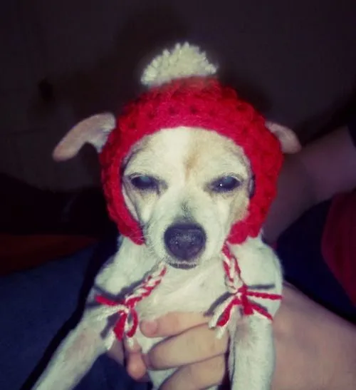 Gorro crochet para perros - Imagui