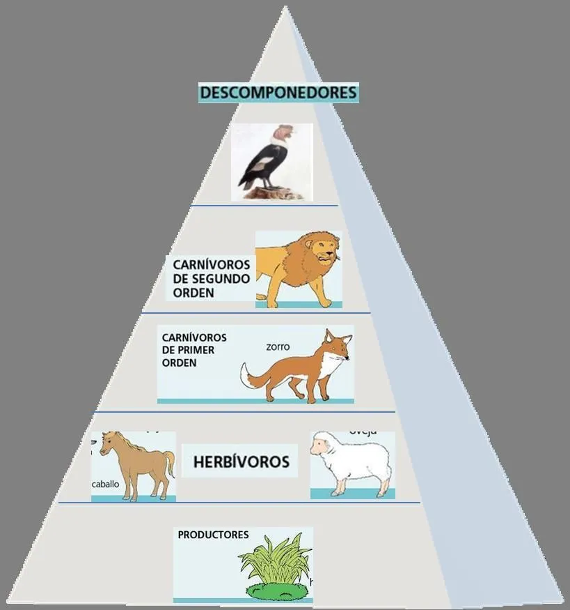 gráfico una pirámide trófica ubicando a los seres vivos citados más abajo  en los niveles correspondientes - Brainly.lat