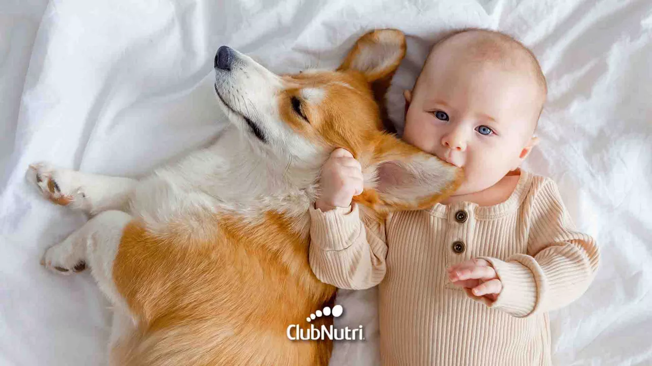 Un gran amigo para la salud de tu bebé: mascotas en casa