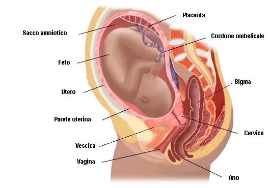 La gravidanza, l'utero, il colon e la vescica | Medicinenon.it