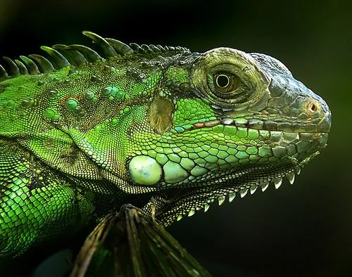 Green Iguana - Welcome to Cozumel!