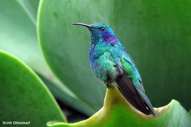 Green Violetear (Colibri thalassinus) | Flickr - Photo Sharing! Green Violetear (Colibri thalassinus) | Flickr - Photo Sharing!