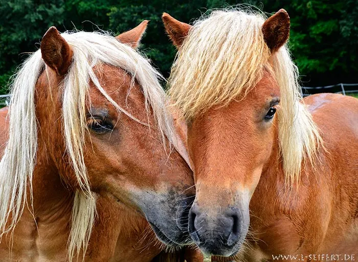Greeting Card Ponys send a E-Card Pictures Mammals Ponys to your ...