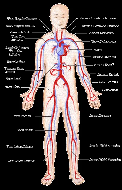 Como armar una maqueta del sistema circulatorio - Imagui