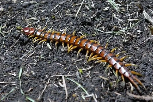 CIEN PIES- ESCOLOPENDRA | Flickr - Photo Sharing! CIEN PIES- ESCOLOPENDRA | Flickr - Photo Sharing!