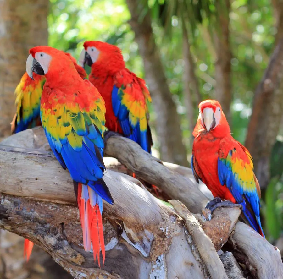 Guacamayas by Dmitry Spiros - Guacamayas Photograph - Guacamayas ... Guacamayas by Dmitry Spiros - Guacamayas Photograph - Guacamayas ...