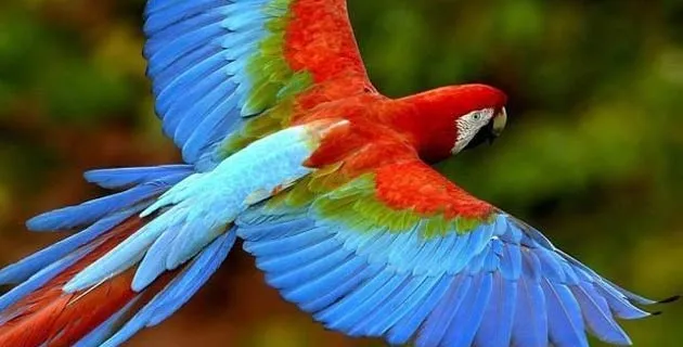 Fotos de una guacamaya roja para dibujar - Imagui