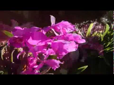 La Guaria Morada Flor Nacional de Costa Rica - YouTube