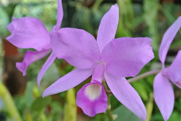 The Purple Country Girl: History of Costa Rica's National Flower ...
