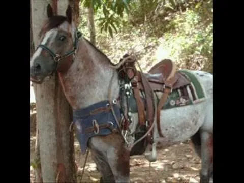 El Guasón...El caballo record en el 2010. - YouTube