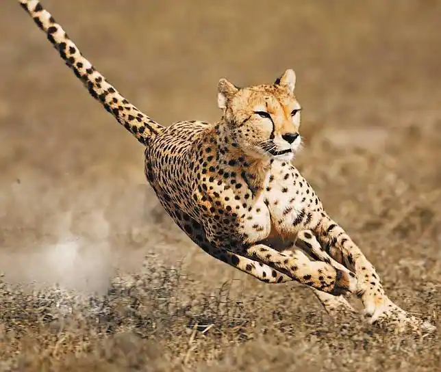 El guepardo, cuatro veces más potente que Usain Bolt - ABC.es
