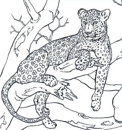 Dibujos para imprimir y colorear de leopardos - Imagui