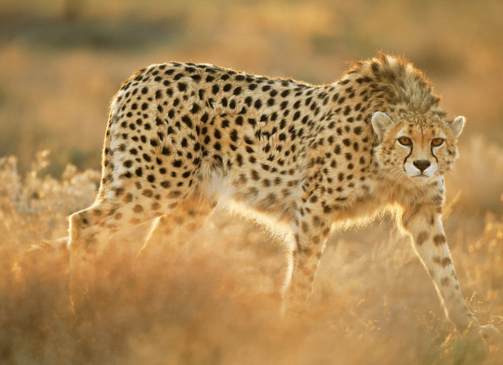 Guepardos al límite · National Geographic en español. · Reportajes Guepardos al límite · National Geographic en español. · Reportajes